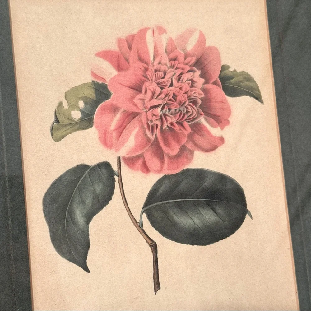 2 Vintage 1950s Framed Camellia &  agnes harrison Lithographs 11.25